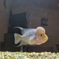 ماهی فلاور هورن ماگما بالغ|ماهی|خرم‌آباد, |دیوار