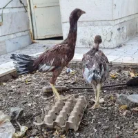 جوجه لاری|پرنده|تربت‌حیدریه, قائم|دیوار