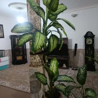 گل دیفن بزرگ زیبا قیمت توافقی
