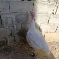 بوقلمون گوشتی