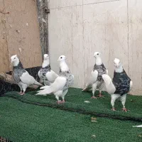 طوقی ۶ عدد نر اس