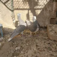 خوشرنگ الماسی یال چپ سبز پرشی پلاکی|پرنده|کوه چنار, |دیوار