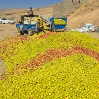 سیب درجه ۳(صنعتی)