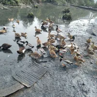 پرنده اردک|حیوانات مزرعه|لنگرود, |دیوار