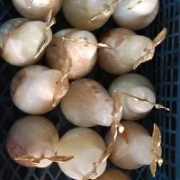 گلابی های مرمر