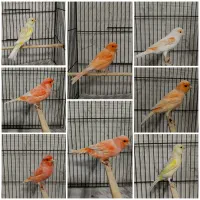 قناری نرمستخون ماده اماده