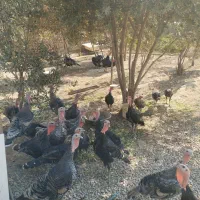 پرورش بوقلمون نژاد برنز انگلیسی ارگانیک نر و ماده|حیوانات مزرعه|تهران, مسعودیه|دیوار