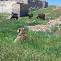 سگ گله|سگ|زنجان, |دیوار