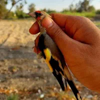 سهره تعداد