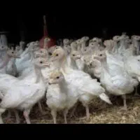 نیمچه بوقلمون بیو تی سنگین وزن