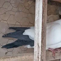 کبوتر پرستویی|پرنده|تیران, |دیوار