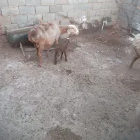 میش جوان زایده