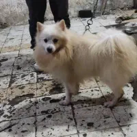 واگذاری سگ پامرین اشپیتز نر