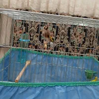 سهره دوسال|پرنده|مریوان, |دیوار