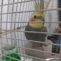 عروس هلندی