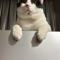 واگذاری رایگان