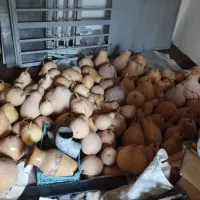 کدو|خوردنی و آشامیدنی|گرگان, |دیوار