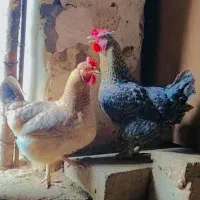 6 مرغ درشت تخم گزار گتوند