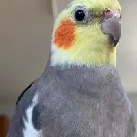 گمشده ،عروس هلندی