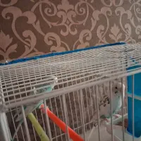 یک جفت مرغ عشق با قفس|پرنده|قزوین, |دیوار