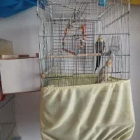 چندجفت عروس هلندی تضمینی