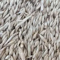 گندم وجومحلی کازرون کوه چنار|خدمات باغبانی و درختکاری|کازرون, |دیوار