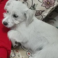 سگ پا کوتاه