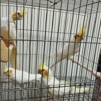 عروس لوتینو جفت|پرنده|تبریز, |دیوار