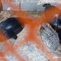 2 عدد جوجه لاری و 3 عدد جوجه روستایی