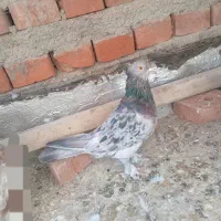 کبوتر نر|پرنده|نقده, |دیوار