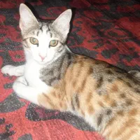 واگذاری گربه خونگی