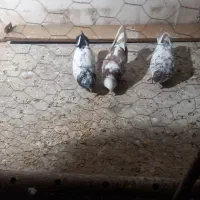 کفتر|حیوانات|قم, نیروگاه|دیوار