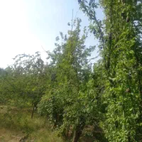 باغ 100متری در دالین|اجارهٔ خانه و ویلا|همایجان, |دیوار