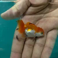 گلدفیش.گوپی.فایتر.اکواریوم|ماهی|ری, شهید بهشتی|دیوار