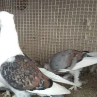 کبوتر بلژیکی دم چتری جکسون پشتدار|پرنده|سمنان, |دیوار