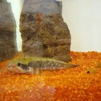 چانا بلو پالچرا ۷ سانت وارداتی