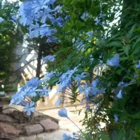 باغچه کاری و نگهداری اصولی باغچه