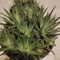 گل ساکولنت هاورتیا زبرا