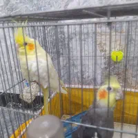 عروس هلندی مولد|پرنده|نجف‌آباد, یزدانشهر|دیوار