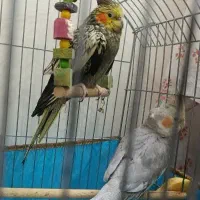 یک جفت عروس هلندی