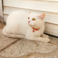 گربه اسکاتیش