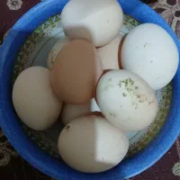 تخم مرغ نطفه دار تازه