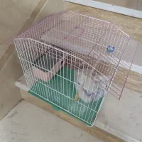 قفس پرنده و خرگوش