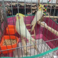 یک جفت عروس هلندی لوتینو