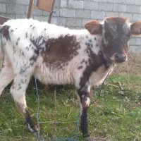 گوساله نر|حیوانات مزرعه|رضوانشهر, |دیوار