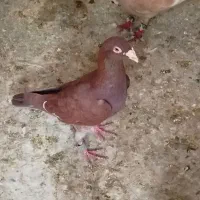 پرنده