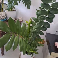 گل طبیعی رودهن فقط۲۰۰|گل و گیاه طبیعی|رودهن, |دیوار