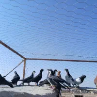 34کفتر سوراخ|پرنده|کرمان, |دیوار