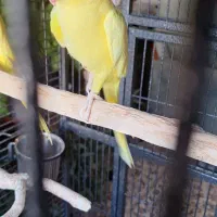 ملنگو رنگین خاص