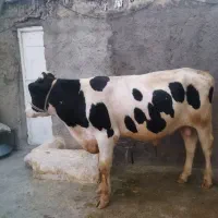گوساله سیمیتال